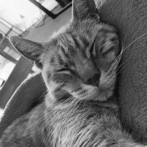 Meet your Posher, Angel